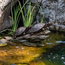 DOUBLE TURTLE ON LOG SPITTER