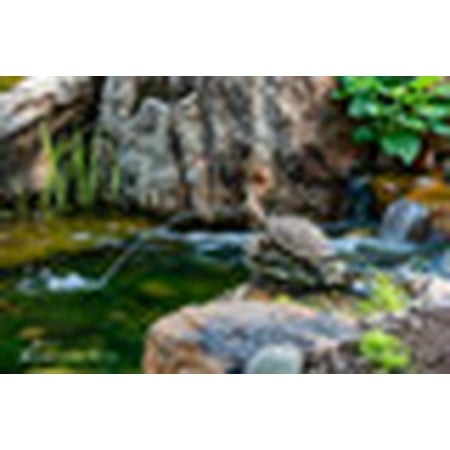 [78371] TURTLE ON LOG SPITTER